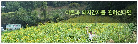 제일녹즙야콘농장 제일녹즙야콘농장
